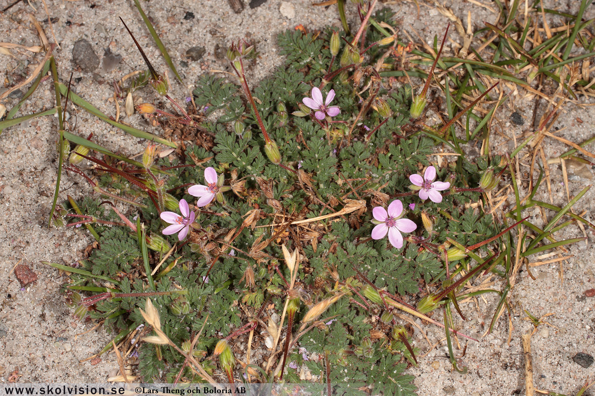 Ängsnäva, Geranium pratense